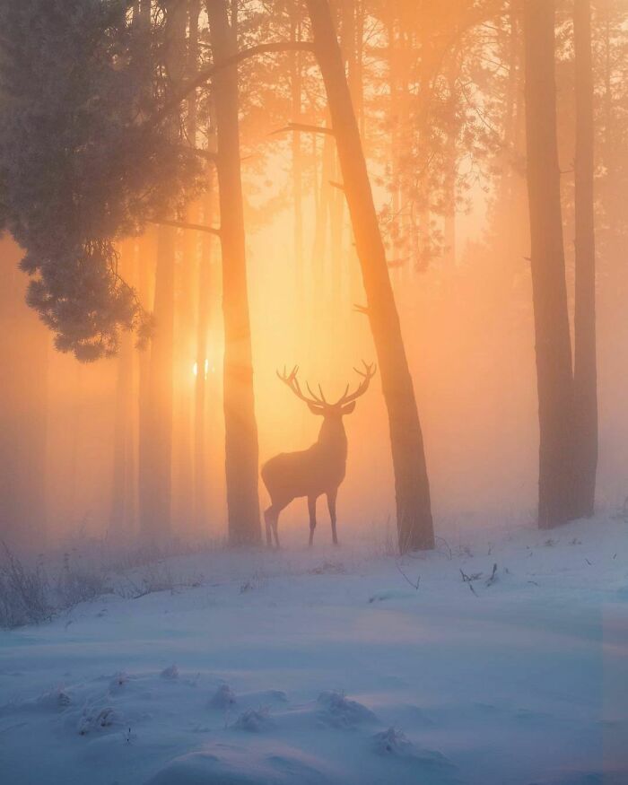 Reindeer In The Forest
