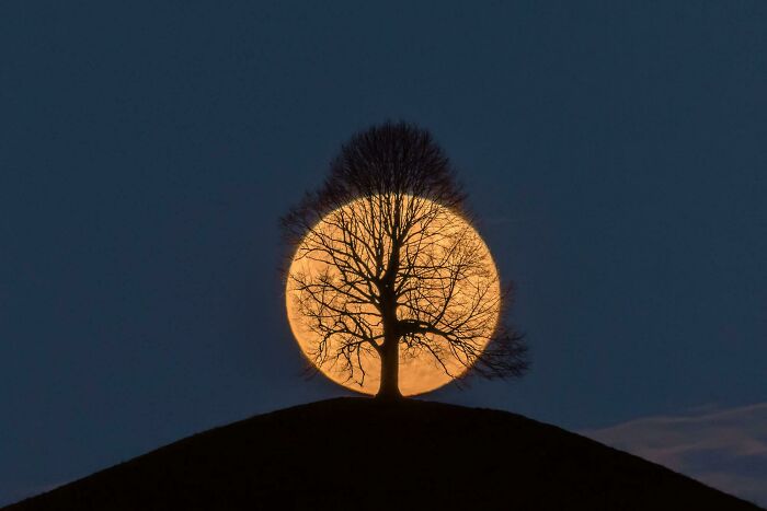 Full Moon Setting Behind A Lime Tree On A Hill