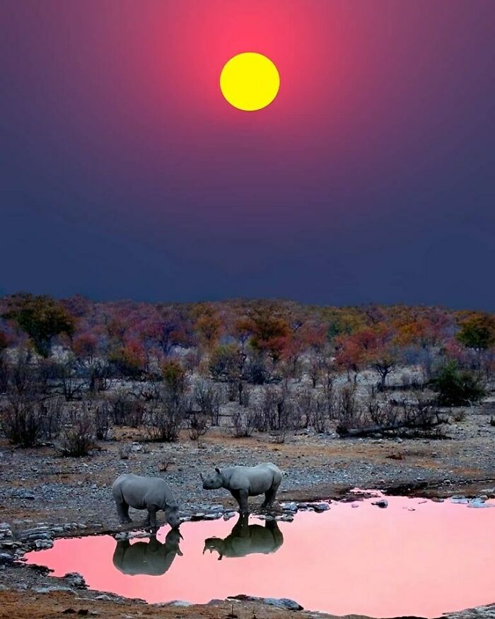 Rhinos 🦏 🦏 In Etosha National Park Namibia.