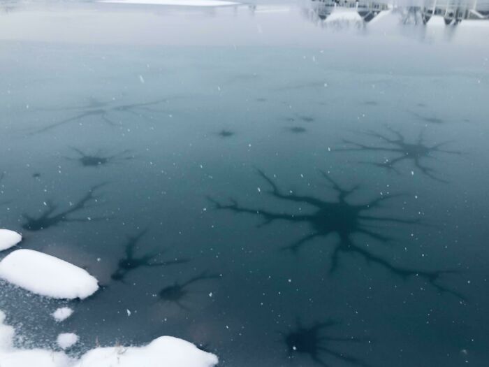 My Pond Froze With A Design Resembling Neurons