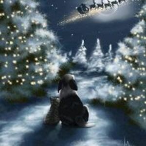 carla_dampman avatar