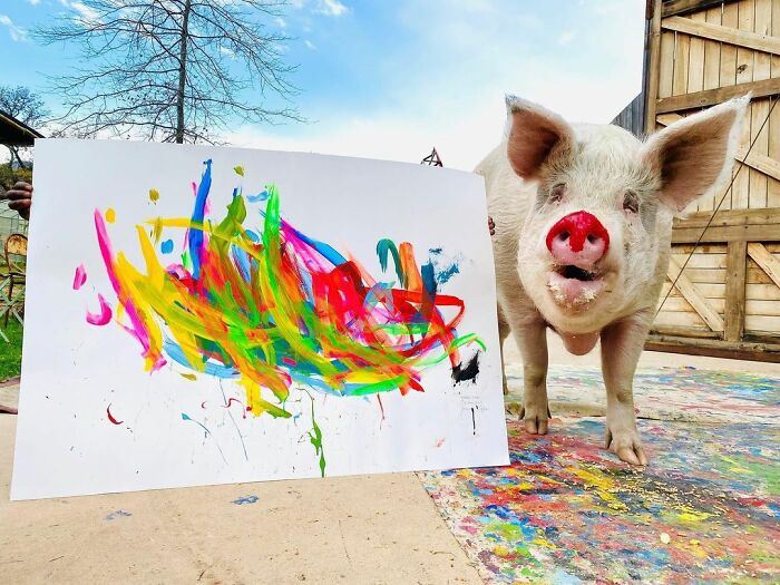 This Pig Enjoys Painting And Has Become The World's First Pig Artist