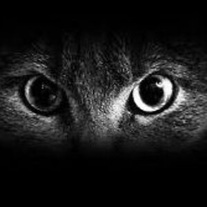 marilyncateyes avatar