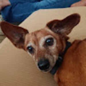 desudroycpanno avatar