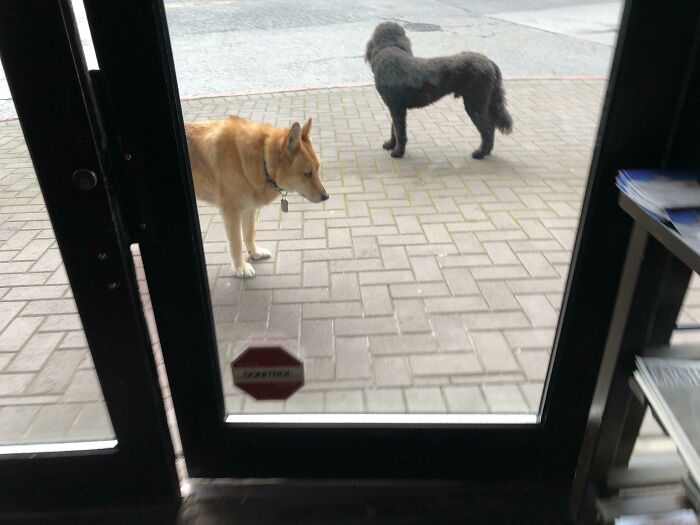 Guy Enters Cafe, Leaves His Two Unleashed Dogs In Front Of The Entrance. At One Point A Woman Had To Physically Move One Of The Dogs (She Was Gentle) To Get Inside