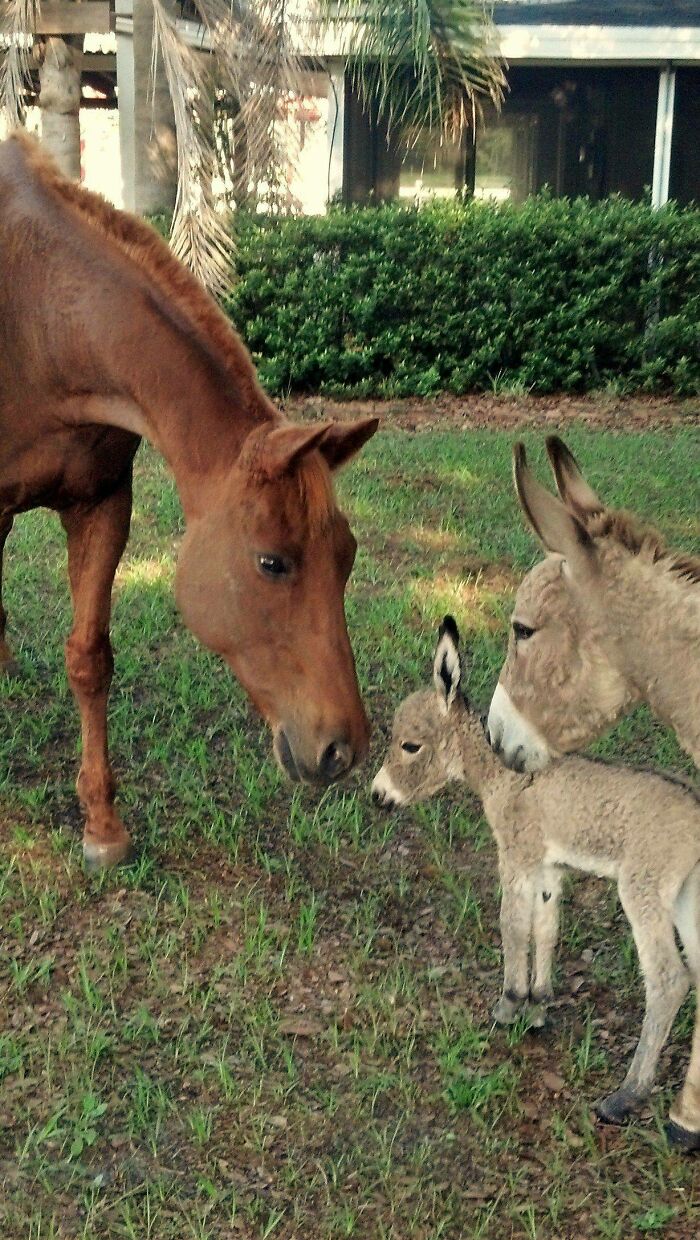 My Donkey Introducing Her 5 Hour Old Baby To My Horse