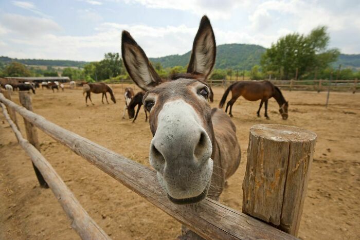 I Never Thought Donkeys Could Be So Cute!