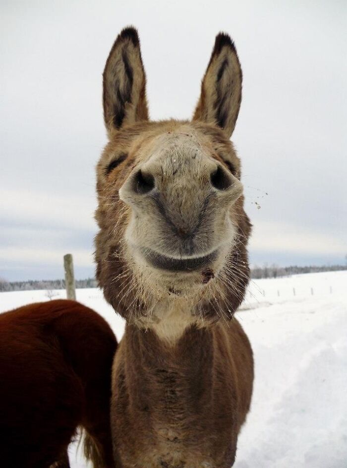 I See Your Cute Cows And Present To You My Father's Donkey