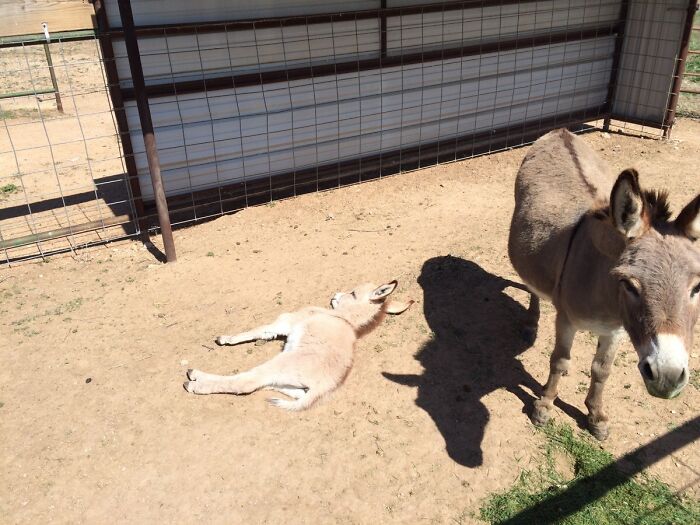 My Little Donkey, Duncan Enjoying The Warm Sun