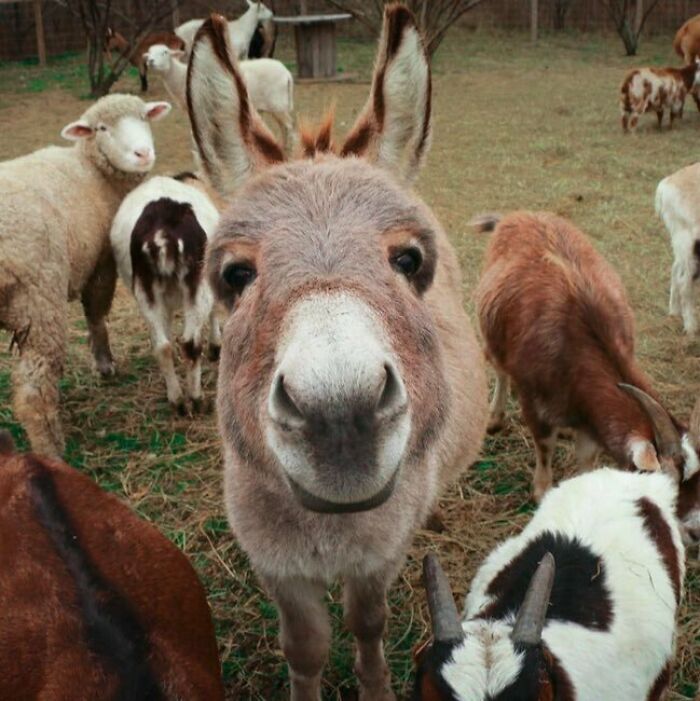 Cheerful Donkey