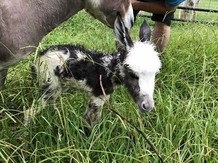 My Cousin's Miniature Donkey Had A Baby Today! Everyone Give Capri A Warm Welcome Into The World!