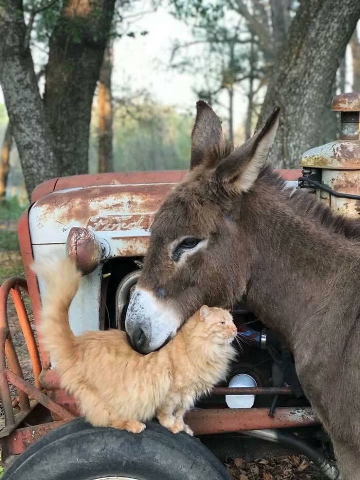 El burro de mi amigo y el gato del establo tienen un vínculo especial