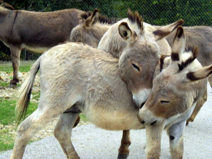 Burros adorables