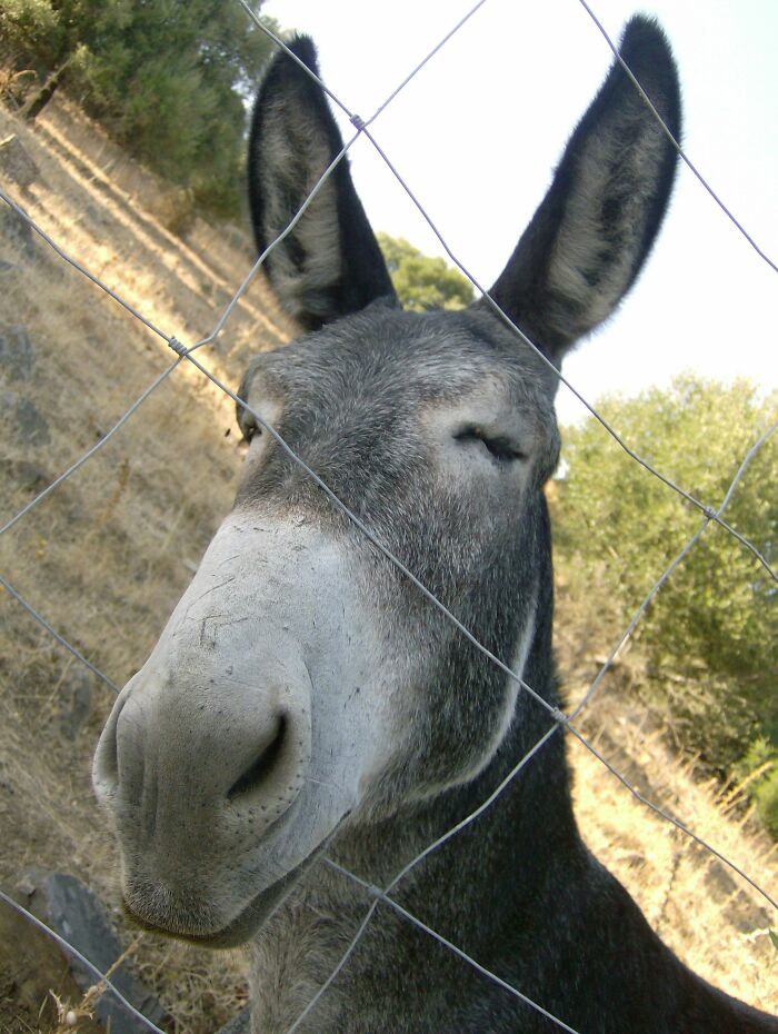 He's The Perfect Donkey. He Also Loves People