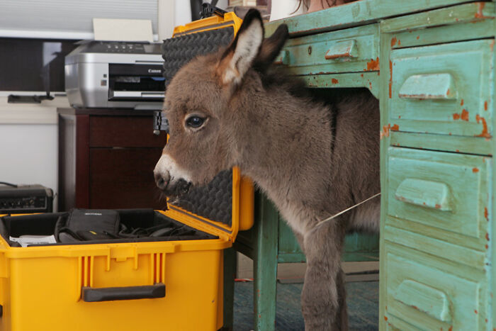 A nuestro burro miniatura, Opie, le gusta meterse en líos