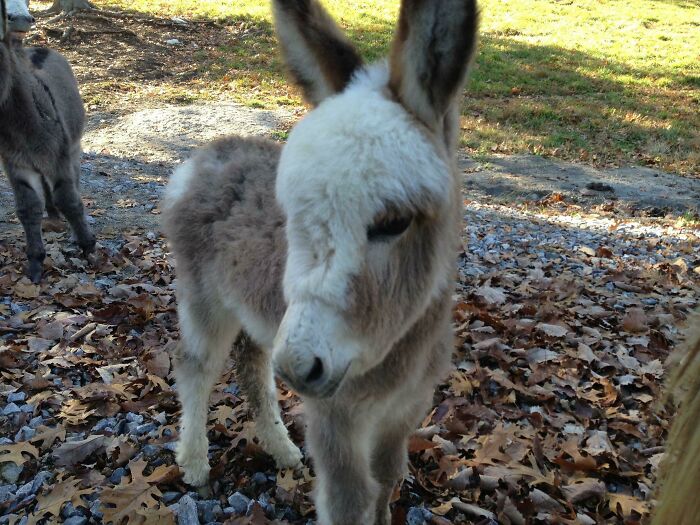 It's Not A Puppy Or A Kitten, But It Is Fluffy. Meet My New Baby Donkey Nelly