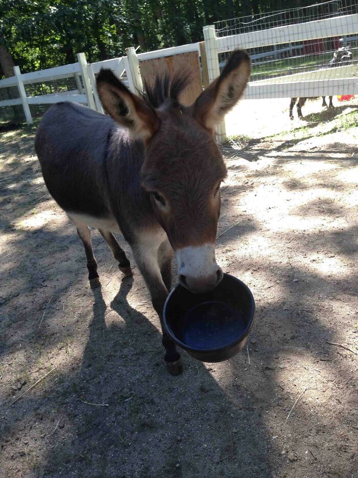 My Miniature Donkey When He Wants Food