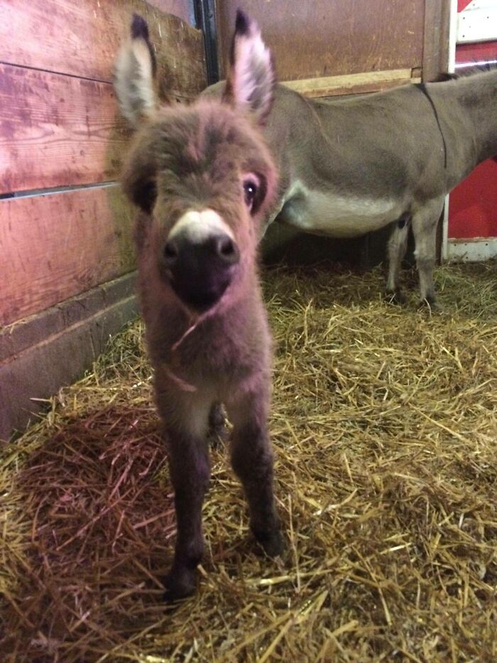 ¡Ha nacido un burro miniatura en el zoo!