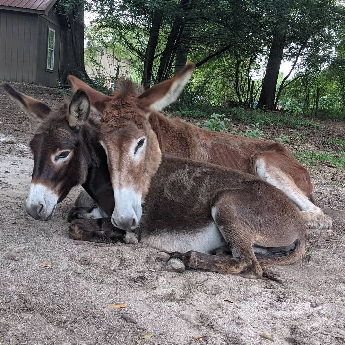 My Two Donkeys, Marley And Journey Absolutely Love Each Other