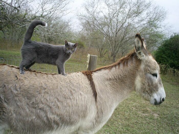 My Cousin Has A Cat And A Donkey, They Love Each Other