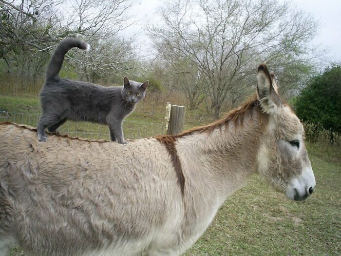 Mi primo tiene un gato y un burro y se quieren