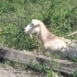 ruthmcfarquhar avatar