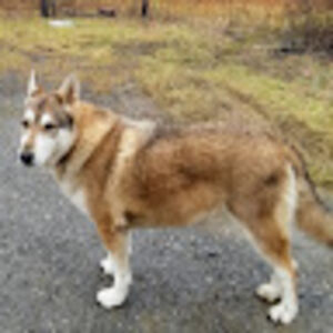 carolyngarman avatar