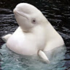 belugawhale_1 avatar