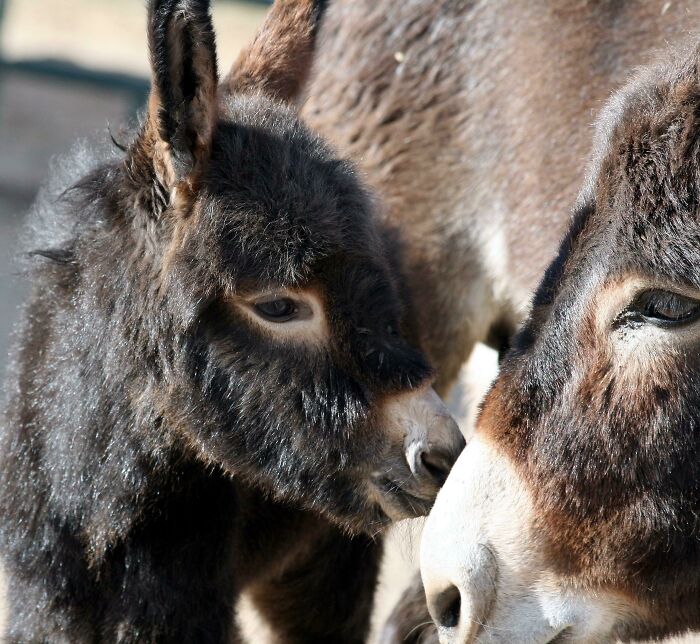 Baby Donkey Kissing Mom Hours After Birth