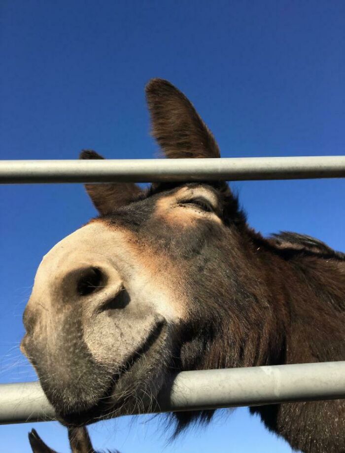 Just A Happy Donk