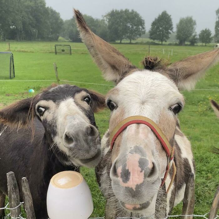 Good Monday Morning From This Two Little Donkeys