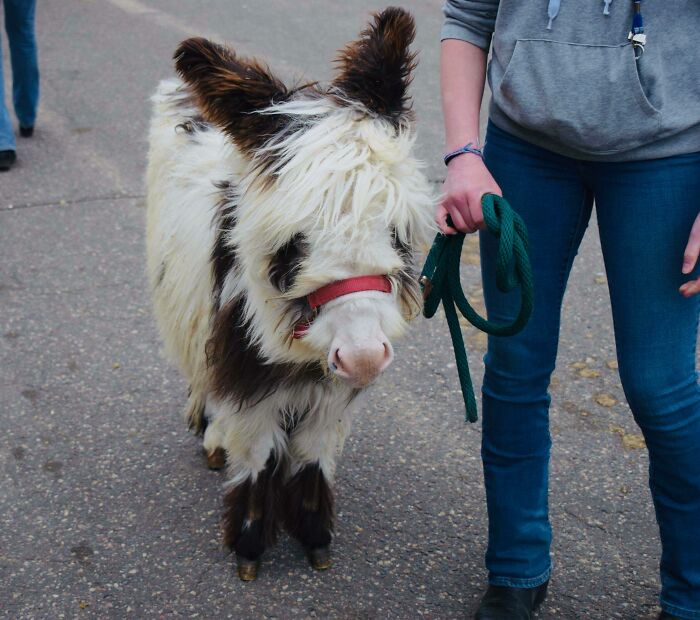 For Instant Happy, Just Add A Wooly Miniature Donkey