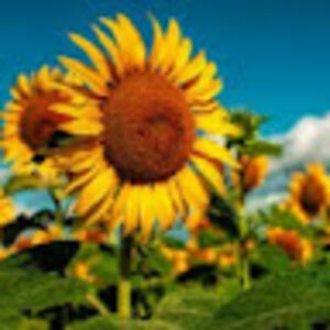 anastasiathompson avatar