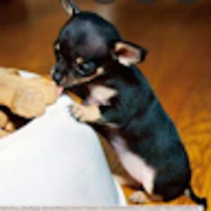 amiahlasterstudent avatar