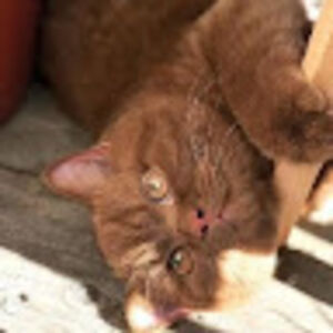 camillericaforte avatar