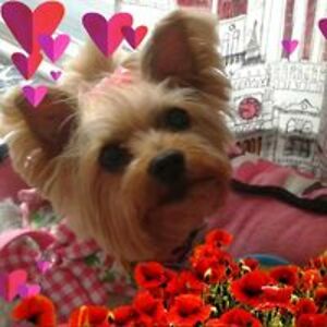 yorkiegirl404 avatar