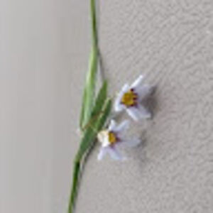 karasaurenman avatar