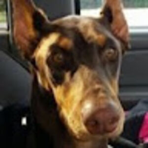 jessicaschaffer-cline avatar