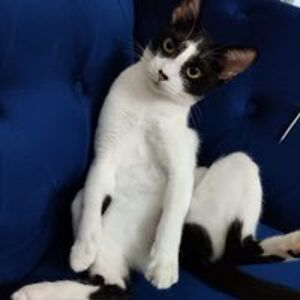 kavyashreeajith avatar