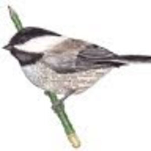 christinetiasutter avatar