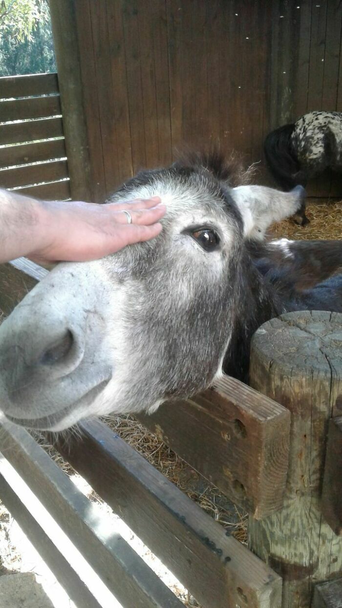 Donkey Allowed Himself To Be Stroked