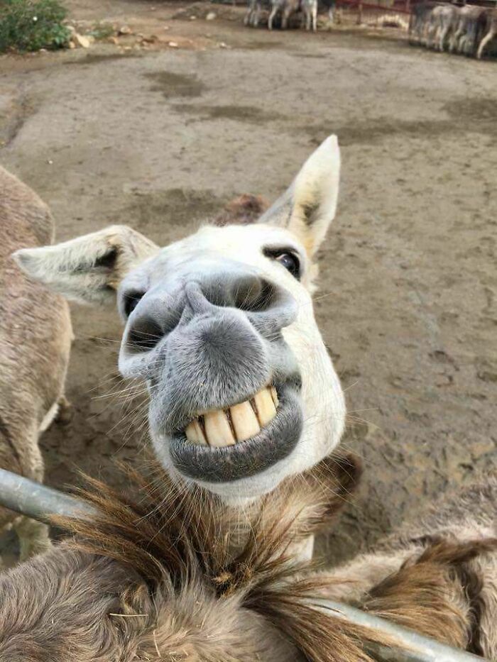 Happy Donkey Derp