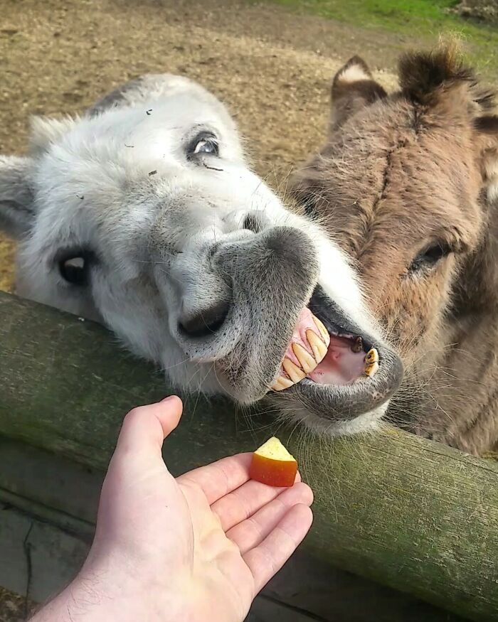 Today I Fed Some Donkeys