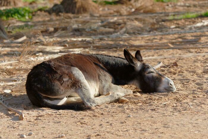 Ran Into This Napping Donkey Today