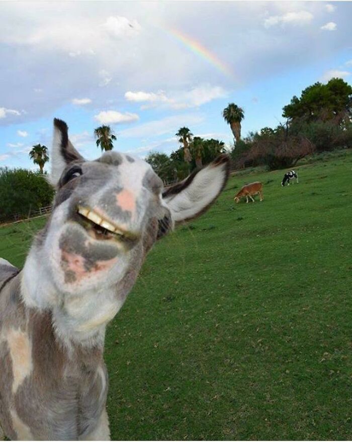 When You Are Trying To Photograph A Rainbow But The Donkey Wants Cookies