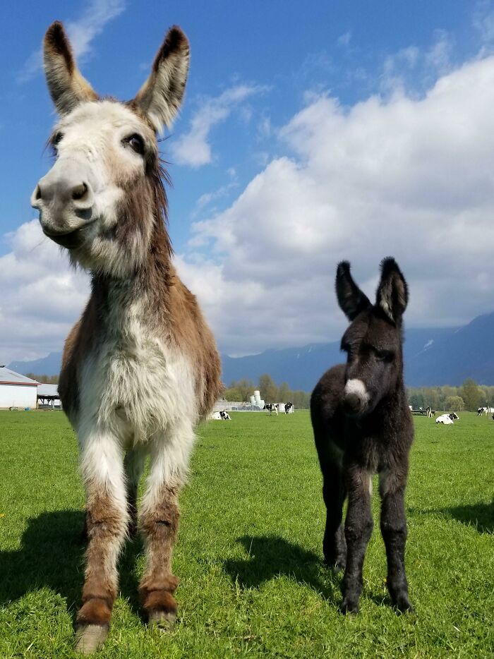 My Burro Buddy Had A Baby!