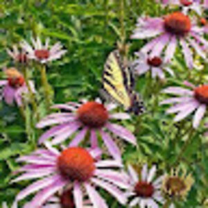 staciewhicker avatar