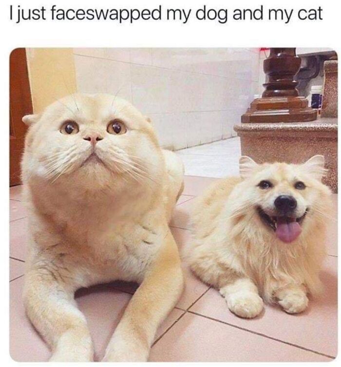 Blessed Faceswap