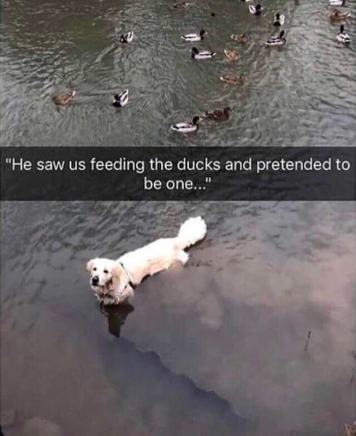 Blessed_duck