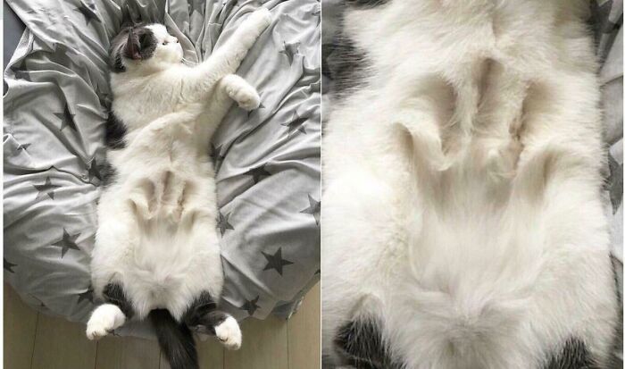 Blessed_belly